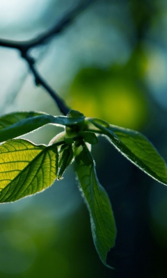 Green Leaves wallpaper 240x400