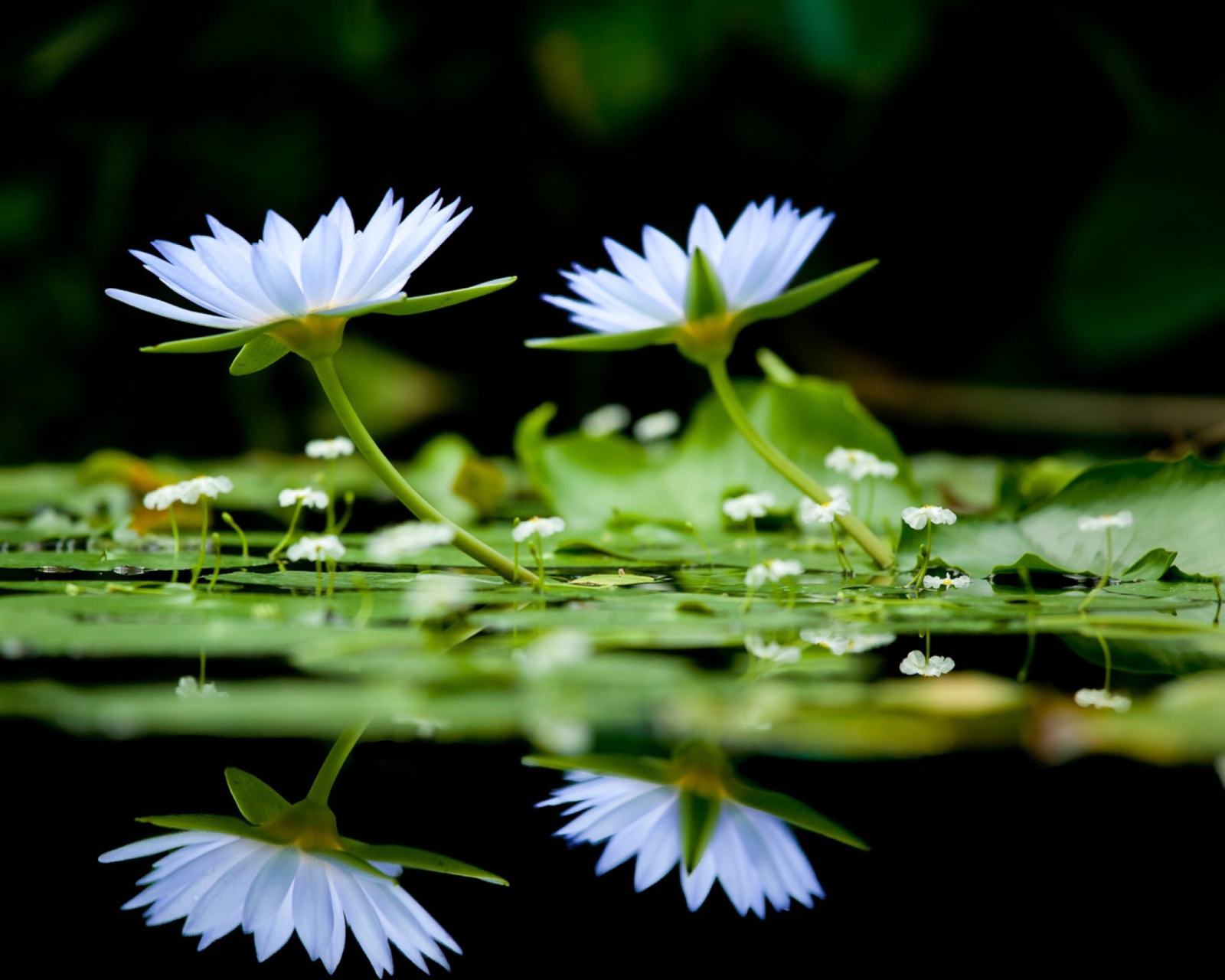 Заставки на телефон цветы природа вода