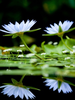 Fondo de pantalla Water Lilies 240x320