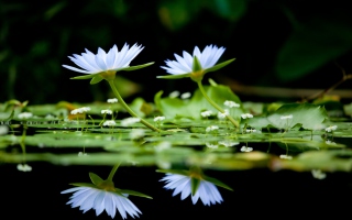 Water Lilies - Obrázkek zdarma pro HTC Desire