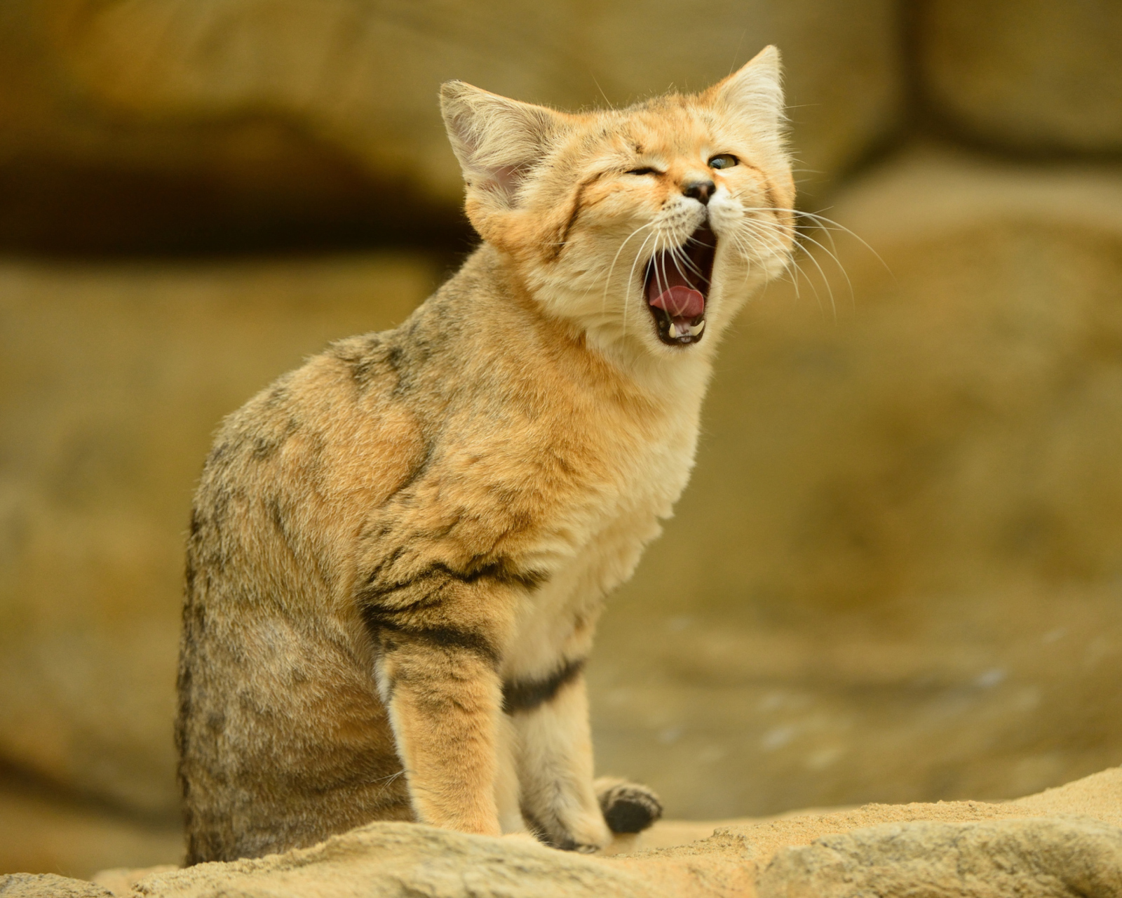 Fondo de pantalla Yawning Kitten 1600x1280