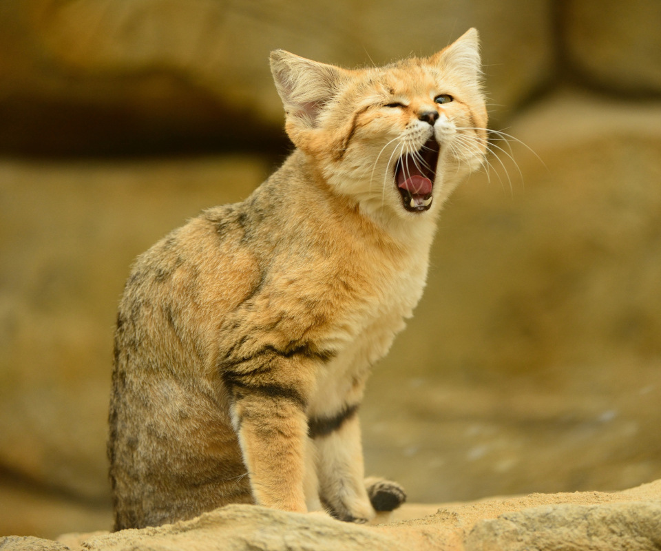 Yawning Kitten wallpaper 960x800