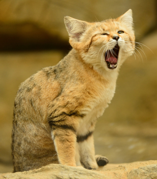 Yawning Kitten - Obrázkek zdarma pro 128x160