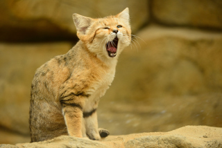 Yawning Kitten - Obrázkek zdarma pro Android 640x480
