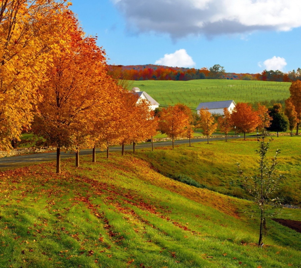 Das Autumn Trees Grass Wallpaper 960x854