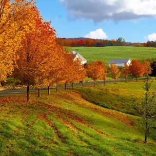 Autumn Trees Grass - Obrázkek zdarma pro 128x128