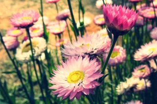 Pink Flowers - Obrázkek zdarma pro 1400x1050