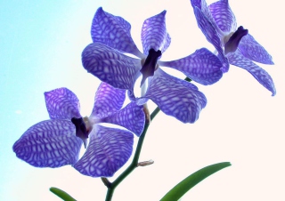 Blue Flowers - Obrázkek zdarma pro Samsung Galaxy Tab 3