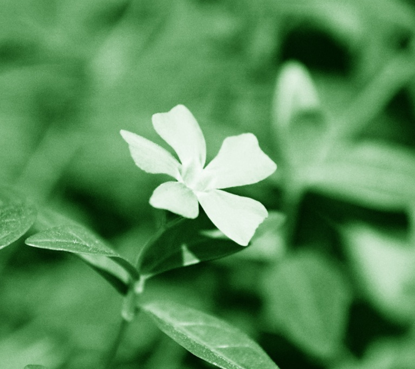 Sfondi White Flower 1440x1280