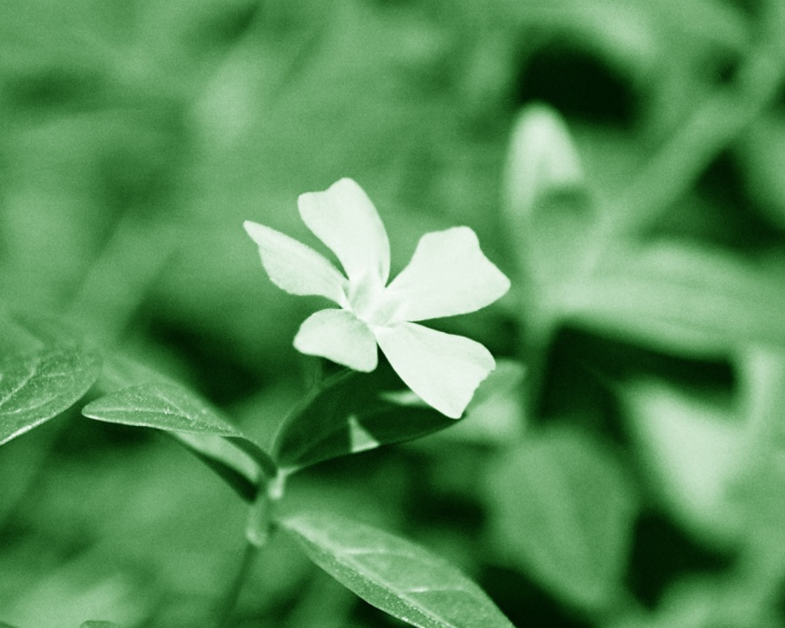 White Flower screenshot #1 1600x1280