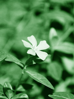 Screenshot №1 pro téma White Flower 240x320