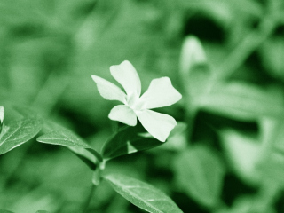 Screenshot №1 pro téma White Flower 320x240