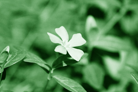 Screenshot №1 pro téma White Flower 480x320