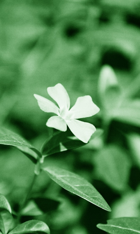 Screenshot №1 pro téma White Flower 480x800