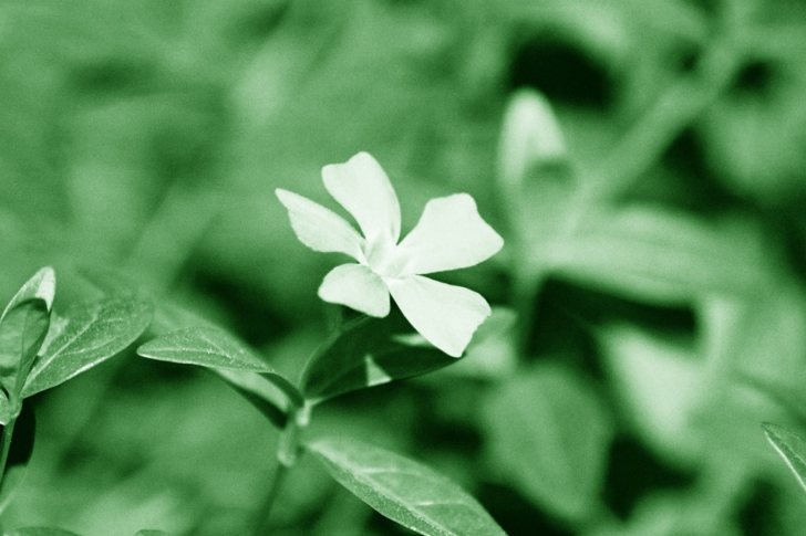 Screenshot №1 pro téma White Flower