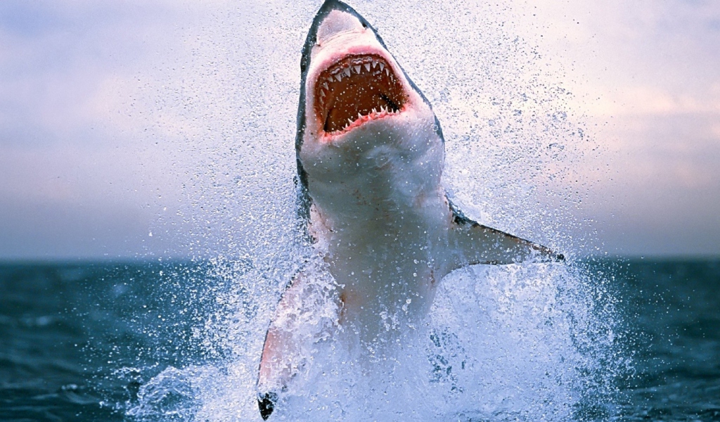 Shark Attack wallpaper 1024x600