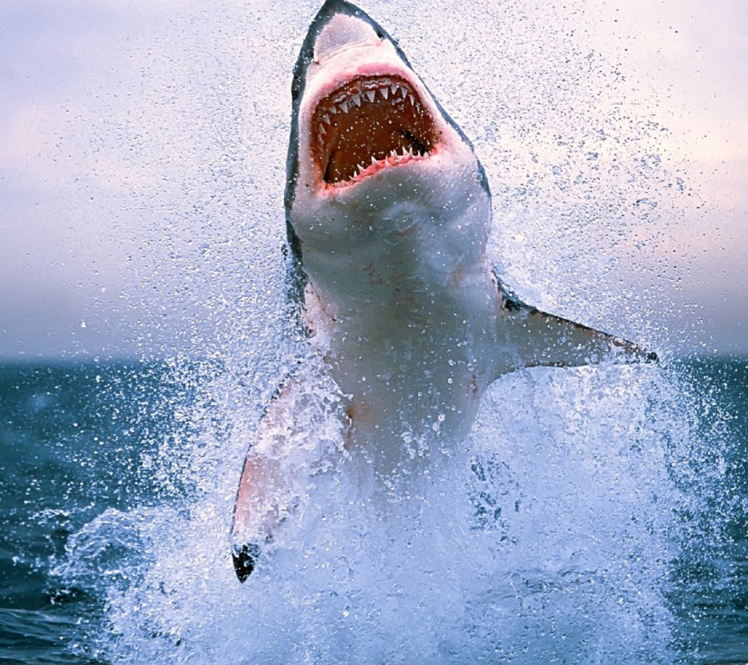 Sfondi Shark Attack 1080x960