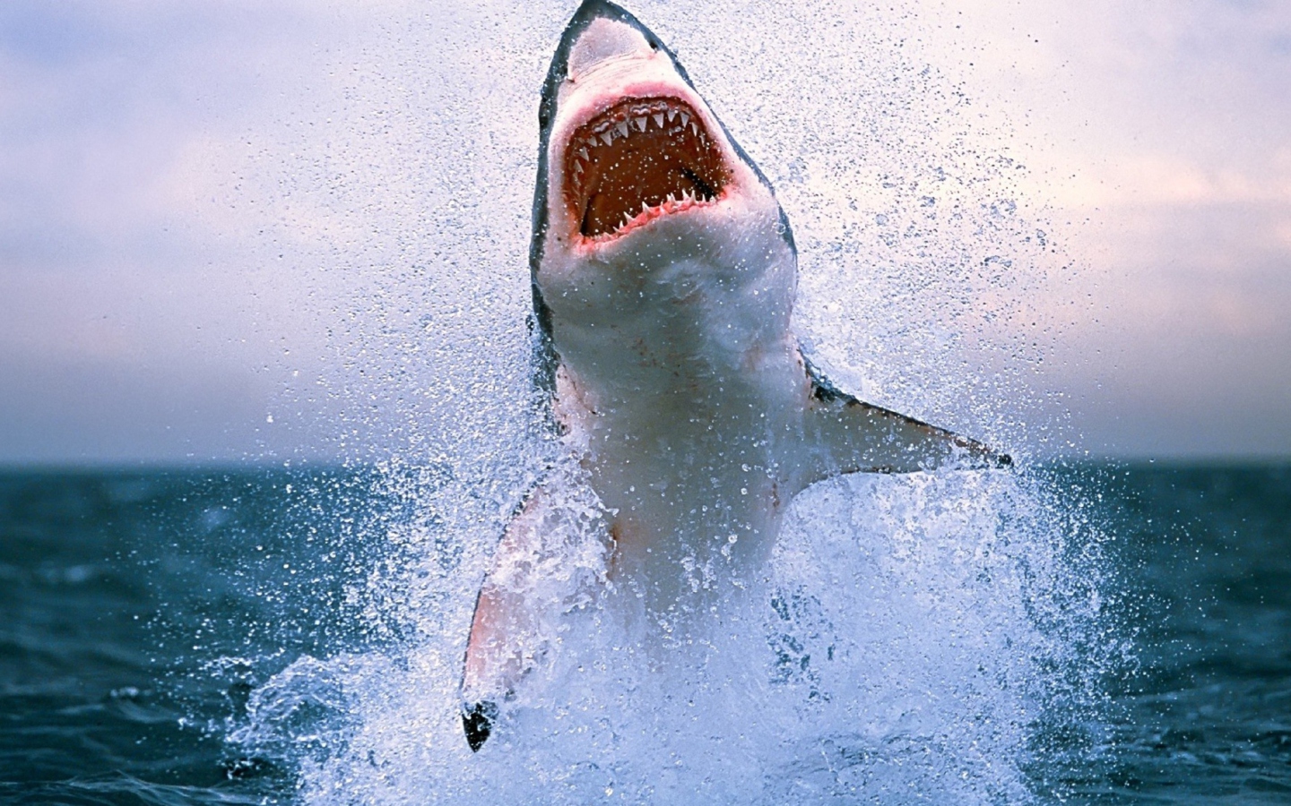 Screenshot №1 pro téma Shark Attack 1440x900