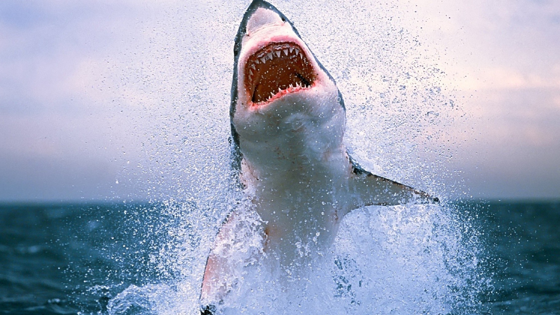 Shark Attack wallpaper 1920x1080