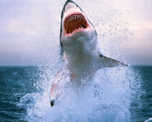 Shark Attack wallpaper 220x176
