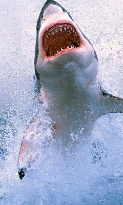 Das Shark Attack Wallpaper 240x400