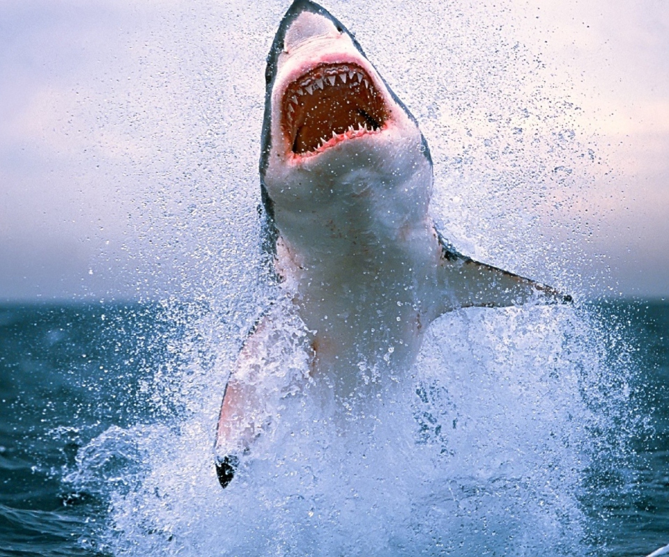 Shark Attack wallpaper 960x800