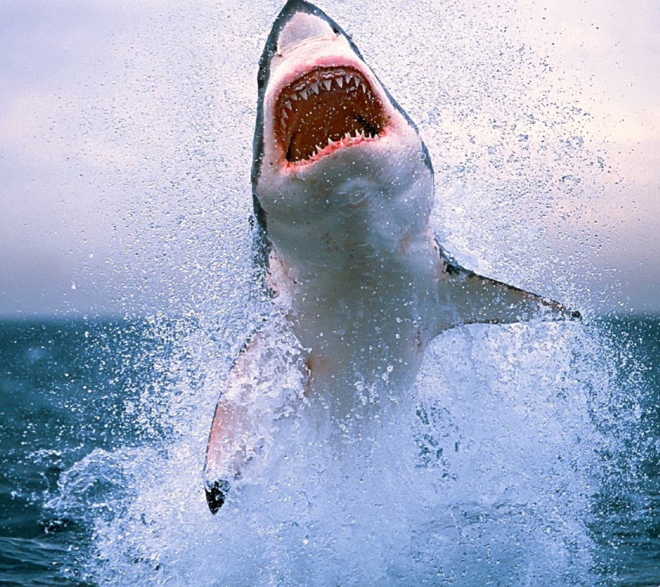 Das Shark Attack Wallpaper 960x854
