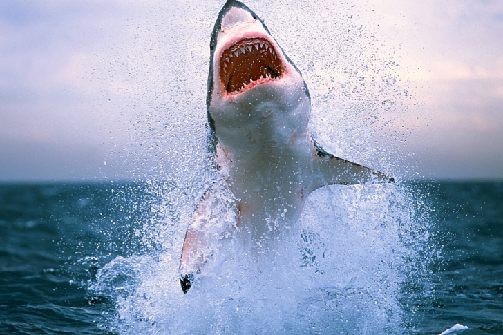 Das Shark Attack Wallpaper