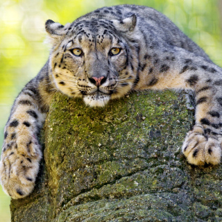 Lynx on the prowl sfondi gratuiti per 2048x2048