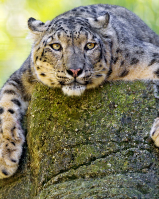 Lynx on the prowl sfondi gratuiti per iPhone 3G