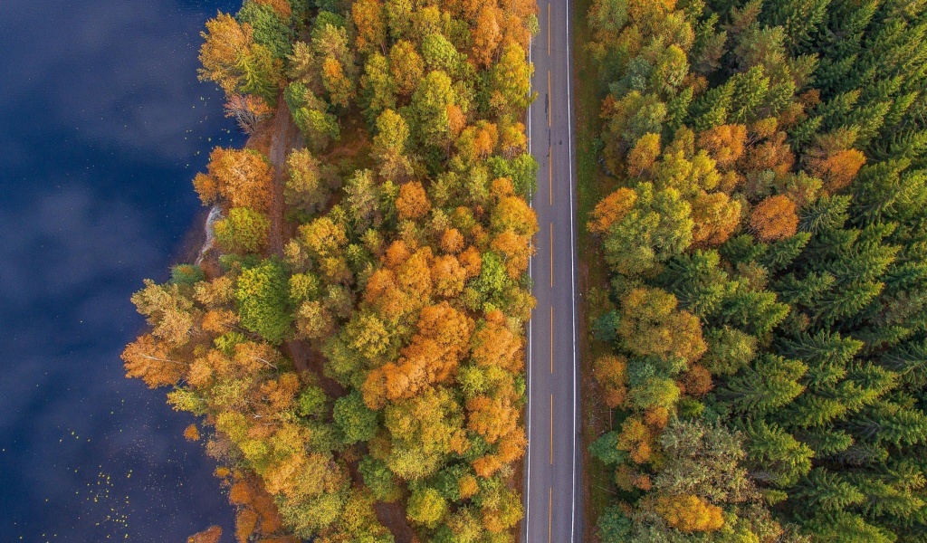 Обои Drone photo of autumn forest 1024x600