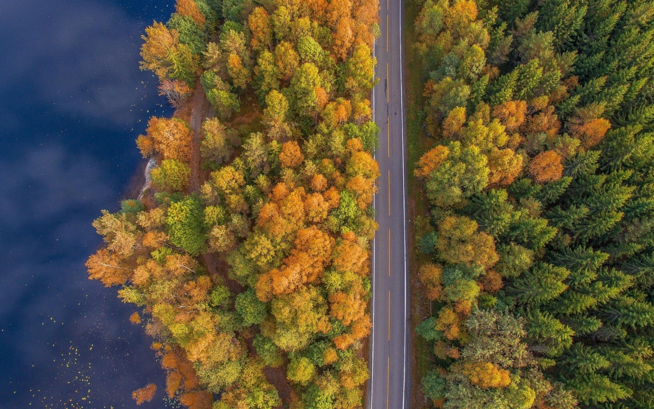Drone photo of autumn forest wallpaper 1280x800