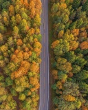 Drone photo of autumn forest wallpaper 128x160