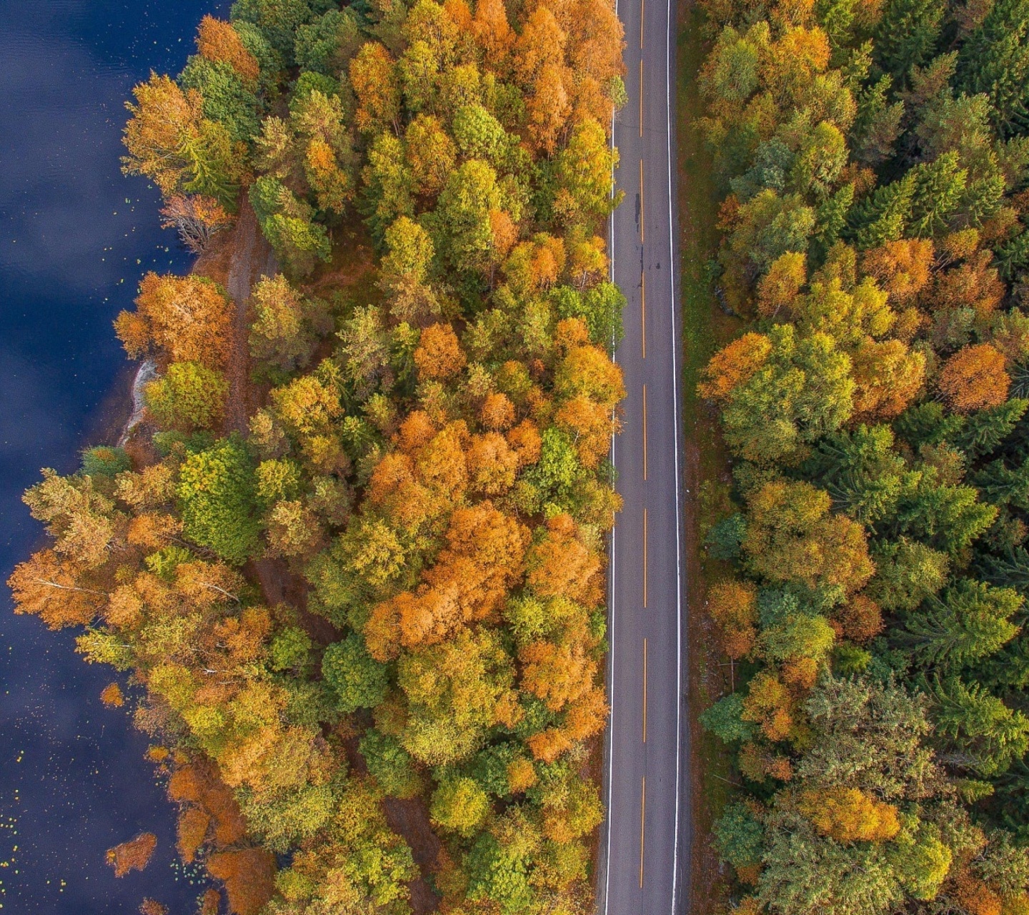 Drone photo of autumn forest wallpaper 1440x1280