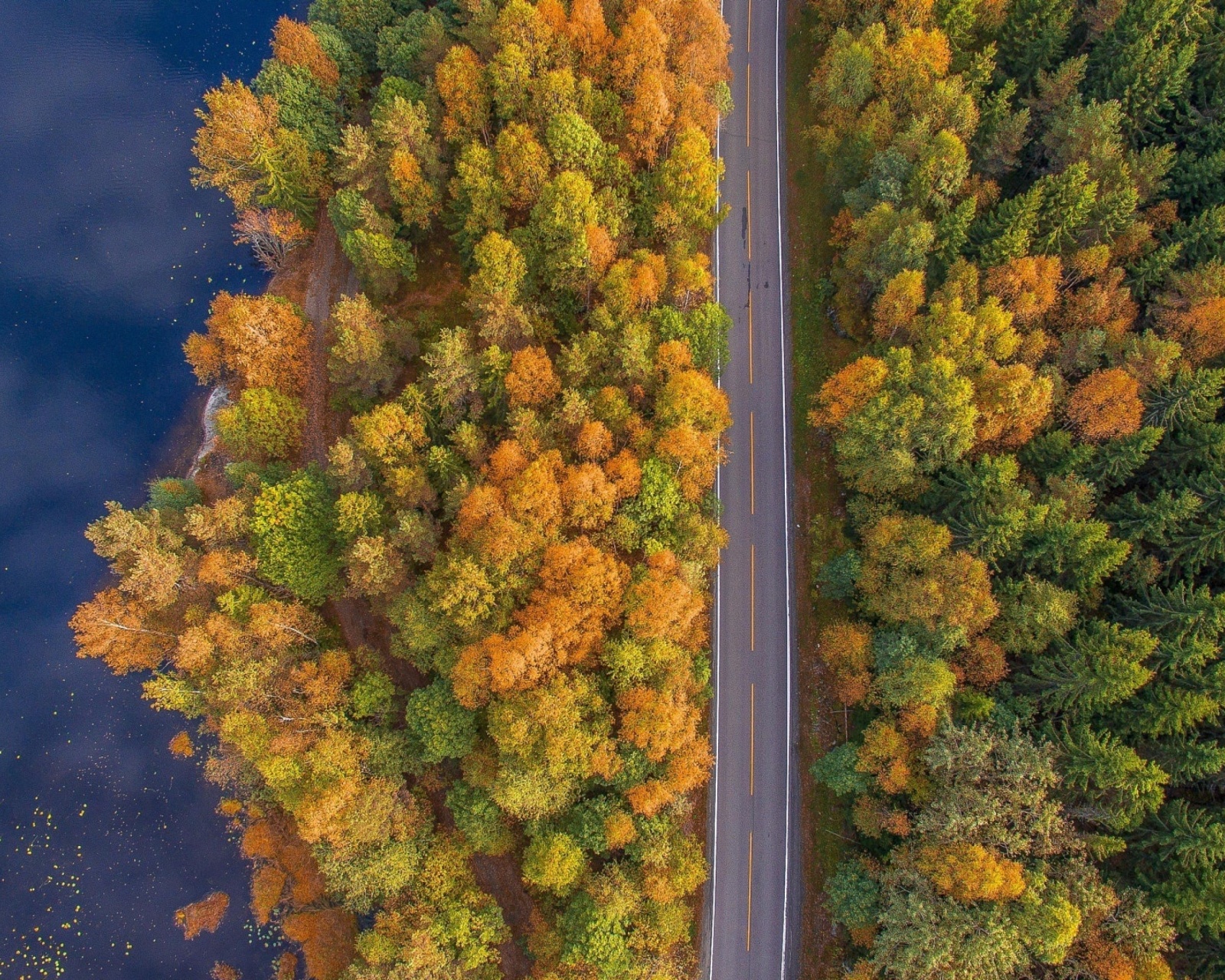 Обои Drone photo of autumn forest 1600x1280