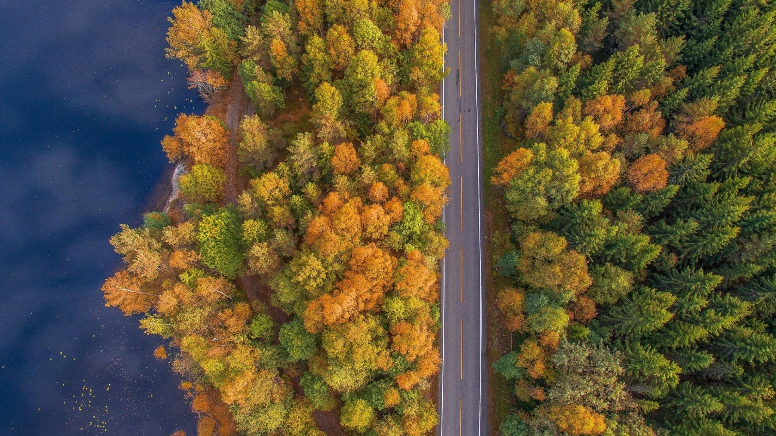 Fondo de pantalla Drone photo of autumn forest 1600x900