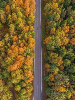 Fondo de pantalla Drone photo of autumn forest 240x320