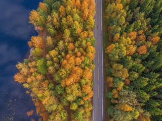 Sfondi Drone photo of autumn forest 320x240