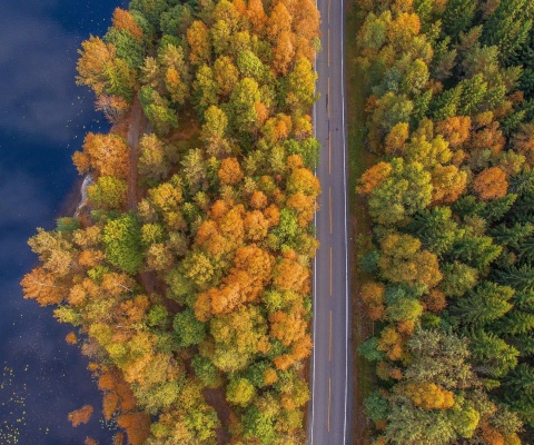 Drone photo of autumn forest wallpaper 480x400