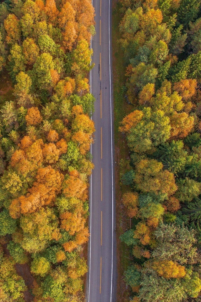 Fondo de pantalla Drone photo of autumn forest 640x960