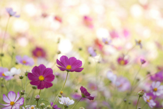 Field Flowers - Obrázkek zdarma pro Samsung Galaxy S5