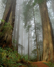 Fondo de pantalla Fog Forest 176x220