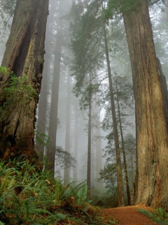Fondo de pantalla Fog Forest 240x320