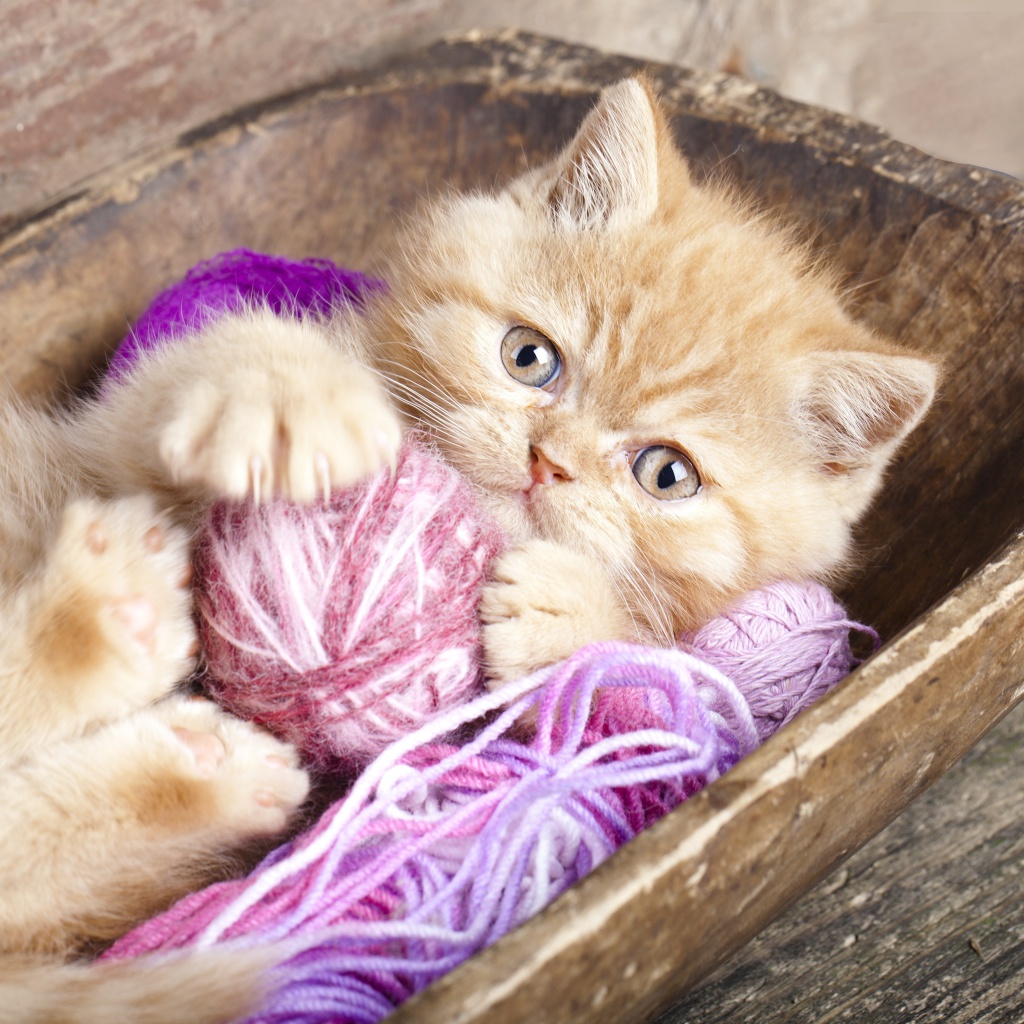 Обои Cute Kitten Playing With A Ball Of Yarn 1024x1024