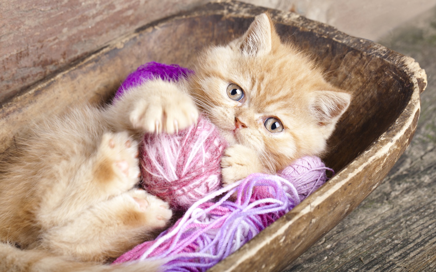 Cute Kitten Playing With A Ball Of Yarn wallpaper 1440x900