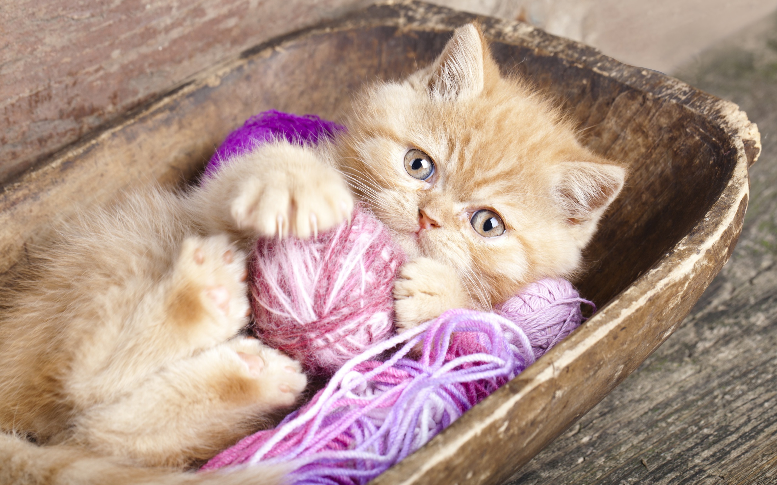 Cute Kitten Playing With A Ball Of Yarn wallpaper 2560x1600