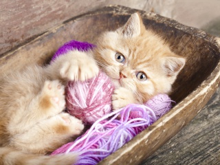 Sfondi Cute Kitten Playing With A Ball Of Yarn 320x240