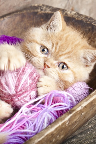 Cute Kitten Playing With A Ball Of Yarn wallpaper 320x480