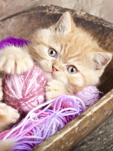 Обои Cute Kitten Playing With A Ball Of Yarn 480x640