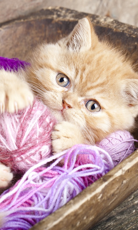 Обои Cute Kitten Playing With A Ball Of Yarn 480x800